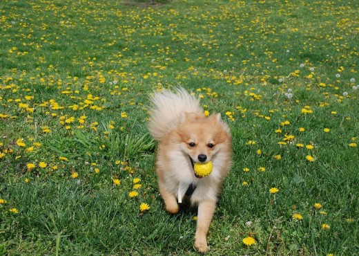 Kara con una pelota de cascabel